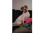 Adopt Annie a White - with Brown or Chocolate Staffordshire Bull Terrier / Mixed