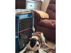 Adopt Coco a Brown/Chocolate - with Black Border Collie / Mixed dog in Wellston
