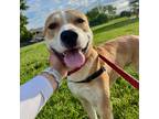 Adopt Bobbie a American Pit Bull Terrier / Mixed dog in Des Moines