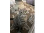 Adopt Duchess a Gray, Blue or Silver Tabby American Shorthair / Mixed (short