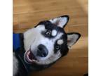 Adopt Stormy a Black - with White Husky / Mixed dog in Laytonsville
