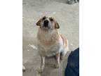 Adopt Potato a Tan/Yellow/Fawn Labrador Retriever / Hound (Unknown Type) / Mixed