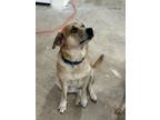 Adopt Thorett a Tan/Yellow/Fawn Australian Cattle Dog / Labrador Retriever /