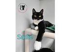 Adopt Sadie a Black & White or Tuxedo Domestic Shorthair / Mixed (short coat)