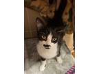 Adopt Pepper a Domestic Shorthair / Mixed cat in Lincoln, NE (41493533)