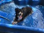 Adopt Kodi a Tricolor (Tan/Brown & Black & White) Australian Shepherd / Mixed