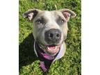 Adopt Bubs a Pit Bull Terrier / Mixed Breed (Large) / Mixed dog in Santa Rosa
