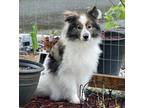 Adopt Hope - In Foster a Sheltie, Shetland Sheepdog / Mixed dog in Silverdale