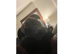 Adopt Cannon a Brindle German Shepherd Dog / German Shepherd Dog / Mixed dog in