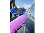 Adopt Thirty a Gray or Blue Domestic Shorthair / Mixed (short coat) cat in