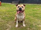 Adopt DARNELL a Tan/Yellow/Fawn Pit Bull Terrier / Mixed dog in Tustin