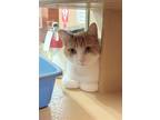 Adopt Donny a Orange or Red (Mostly) Domestic Shorthair / Mixed (short coat) cat