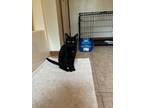 Adopt Grace a Black (Mostly) Domestic Shorthair (short coat) cat in Plainville