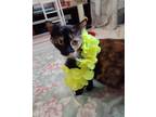 Adopt Zena a Tortoiseshell Calico (short coat) cat in Wimauma, FL (41493288)