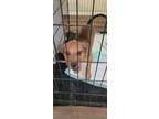 Adopt Rocky a Tan/Yellow/Fawn Mutt / Rottweiler / Mixed dog in San Antonio