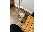 Adopt Gunner a Red/Golden/Orange/Chestnut - with White Australian Cattle Dog /