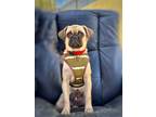 Adopt Houdini a Tan/Yellow/Fawn - with Black Pug / Mixed dog in Phoenix