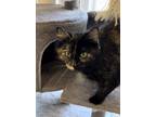 Adopt Monica a Tortoiseshell Domestic Mediumhair (medium coat) cat in Fremont