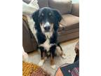 Adopt Oso a Black - with White Australian Shepherd / Bernese Mountain Dog /