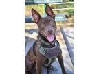 Adopt Skipper a Brown/Chocolate Labrador Retriever / Mutt / Mixed dog in
