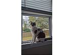 Adopt Asher a Black & White or Tuxedo Domestic Shorthair / Mixed (short coat)
