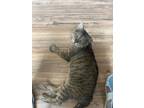 Adopt Grey a Gray or Blue (Mostly) Tabby / Mixed (short coat) cat in