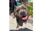 Adopt Miss Bonnie Parker a Gray/Blue/Silver/Salt & Pepper American Pit Bull