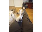 Adopt Rex a White - with Brown or Chocolate Mutt / Texas Heeler / Mixed dog in