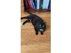 Adopt Figaro a Black & White or Tuxedo American Shorthair / Mixed (short coat)