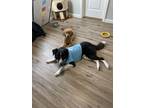 Adopt Spunky a Black - with White Border Collie / Mixed dog in Tolleson