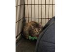 Adopt Bryce a Tortoiseshell Domestic Shorthair (short coat) cat in Byron Center