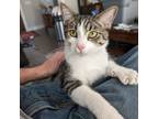 Adopt Clarence a Black & White or Tuxedo Domestic Shorthair cat in Pinson