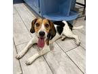 Adopt Taco a Tricolor (Tan/Brown & Black & White) Beagle / Mixed dog in Tulsa