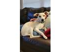 Adopt TWIX a Jack Russell Terrier / Labrador Retriever / Mixed dog in Norwich