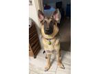 Adopt Jax a Black - with Tan, Yellow or Fawn German Shepherd Dog / Mixed dog in