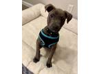 Adopt Cosmo a Pit Bull Terrier / Mixed Breed (Large) / Mixed dog in Santa Rosa