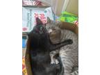 Adopt Bojack a All Black Domestic Shorthair / Mixed (medium coat) cat in House