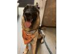 Adopt Jackson a Black - with Tan, Yellow or Fawn German Shepherd Dog / Mixed dog