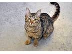 Adopt Thomas a Brown Tabby Domestic Shorthair (short coat) cat in Coupeville