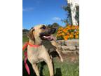 Adopt Rufus a Hound (Unknown Type) / Black Mouth Cur / Mixed dog in St.