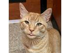 Adopt Kent a Orange or Red Domestic Shorthair / Mixed (short coat) cat in
