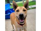 Adopt Millie a Siberian Husky, Golden Retriever