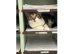 Adopt Ike a Gray, Blue or Silver Tabby Tabby (short coat) cat in Quincy