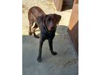 Adopt Cocoa a Brown/Chocolate Labrador Retriever / Mixed dog in Lexington