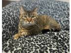 Adopt Marilla a Brown Tabby Domestic Shorthair (short coat) cat in Tipton