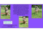 Adopt Roxie a Pit Bull Terrier