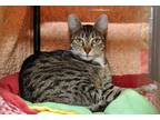 Adopt Amethyst a Brown Tabby Domestic Shorthair (short coat) cat in Coupeville
