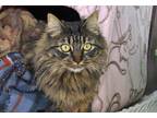 Adopt Lumi a Brown Tabby Domestic Mediumhair (medium coat) cat in Coupeville