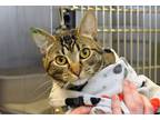 Adopt Velveeta a Brown Tabby Domestic Shorthair (short coat) cat in Coupeville