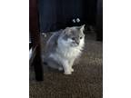 Adopt Millie a White (Mostly) Persian / Mixed (long coat) cat in Strasburg